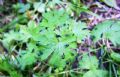 Holotrichapion pisi (cfr.)